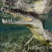 crocodile_american_chiq_jar_h_0294_cub2451.jpg